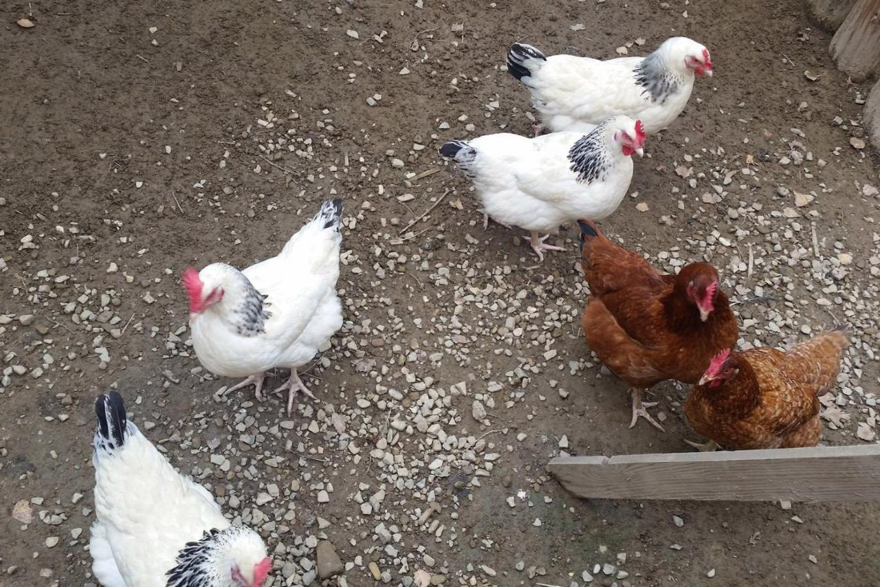 Osrodek Na Zakrecie Ustrzyki Dolne Exterior foto